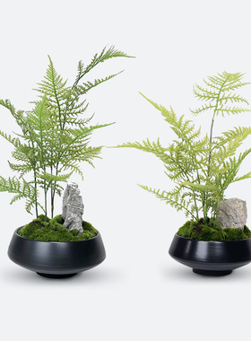 文竹植物盆景花艺样板房会所禅意
