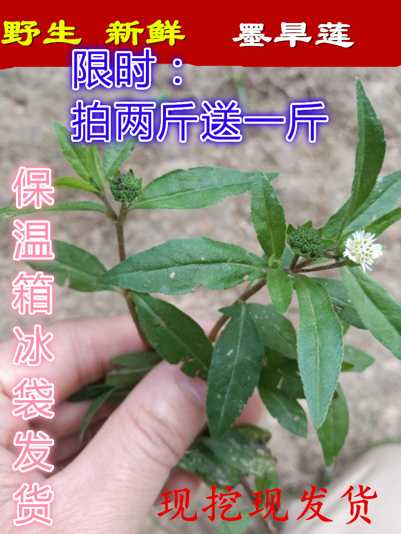野生新鲜墨旱莲乌田草旱莲草鳢肠旱莲草墨水草500g包邮 小编推荐 Wepost 全民代运 马来西亚中国淘宝代运与集运专家 野生新鲜墨旱莲乌田草旱莲草鳢肠旱莲草墨水草500g包邮 小编推荐 Wepost 全民代运 马来西亚中国淘宝代运与集运专家