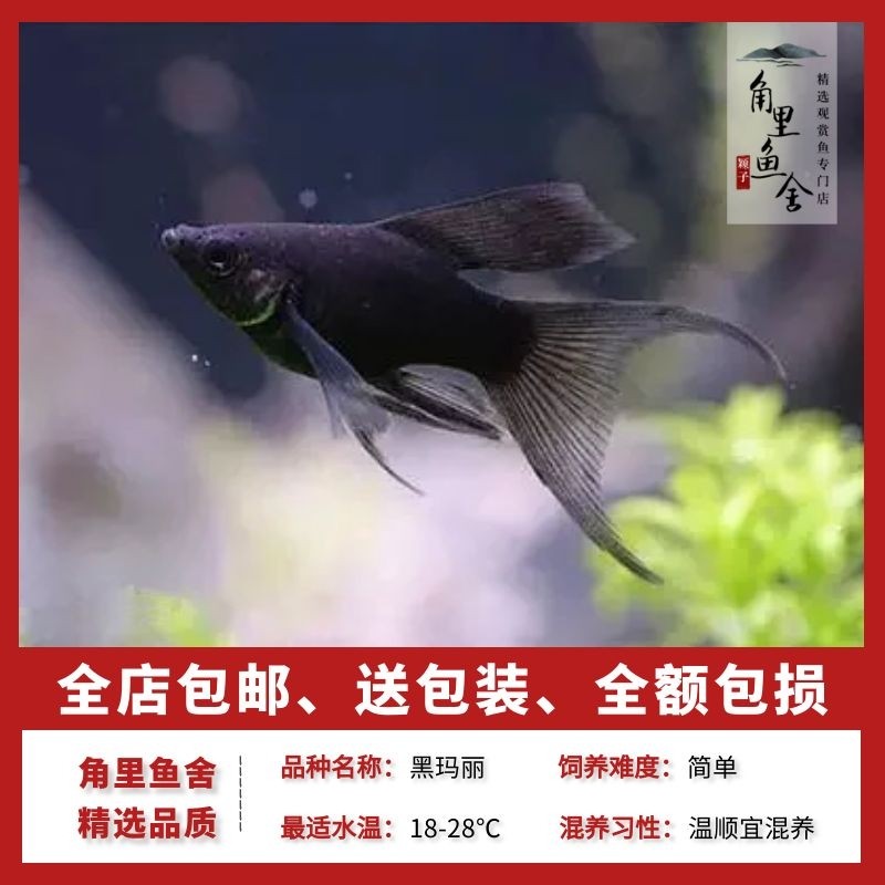 角里鱼舍 黑玛丽胎生花鱂鱼除油膜工具鱼清洁热带鱼