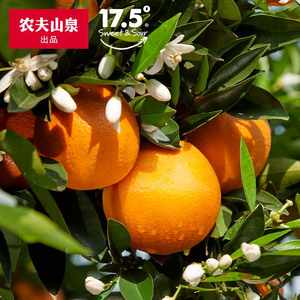 【新品上市】农夫山泉17.5°新鲜脐橙3kg新鲜采摘春橙水果橙子