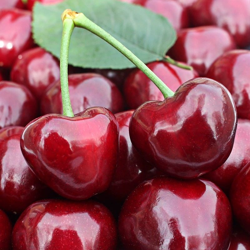 【顺丰空运】大连美早樱桃国产车厘子新鲜应季水果当季生鲜,淘宝优惠券,粉丝福利购,淘宝优惠卷