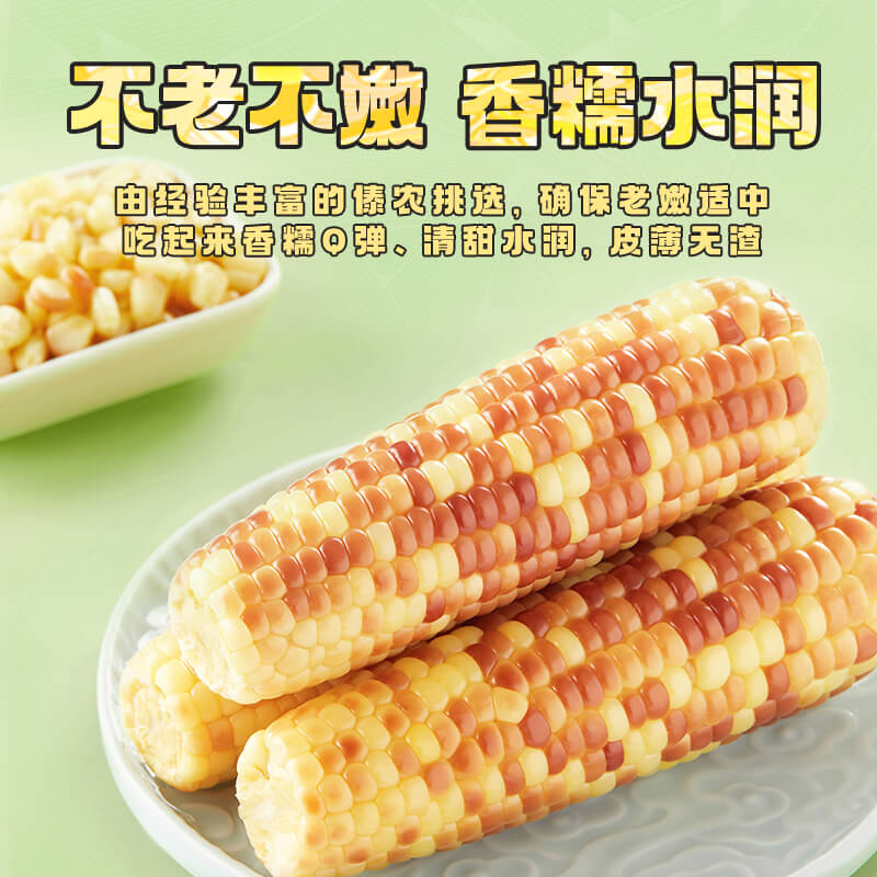 包邮！十月稻田云南小花糯玉米玉米棒真空装甜糯玉米1.5kg