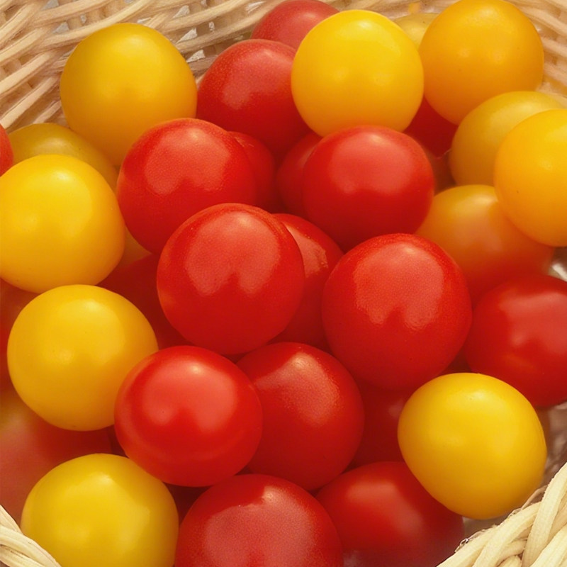 【知翠】红黄樱桃小番茄生吃小西红柿新鲜水果脆甜多汁自然熟,淘宝优惠券,粉丝福利购,淘宝优惠卷