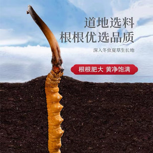 余仁生冬虫夏草4条/克40根10g正品干货虫草礼盒送礼佳品