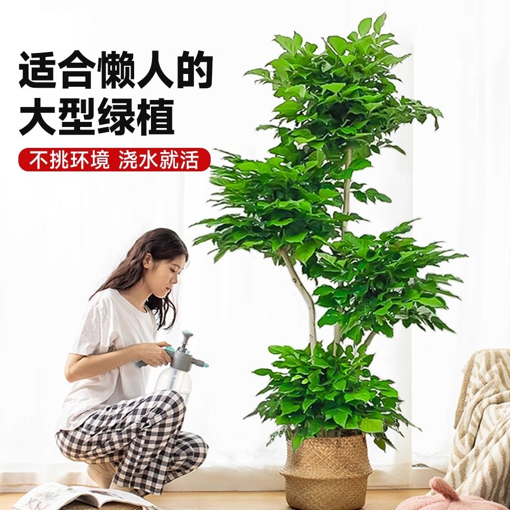 无忧农夫幸福树大型老桩盆栽室内平安树家居点缀提升睡眠绿植盆景,淘宝优惠券,粉丝福利购,淘宝优惠卷