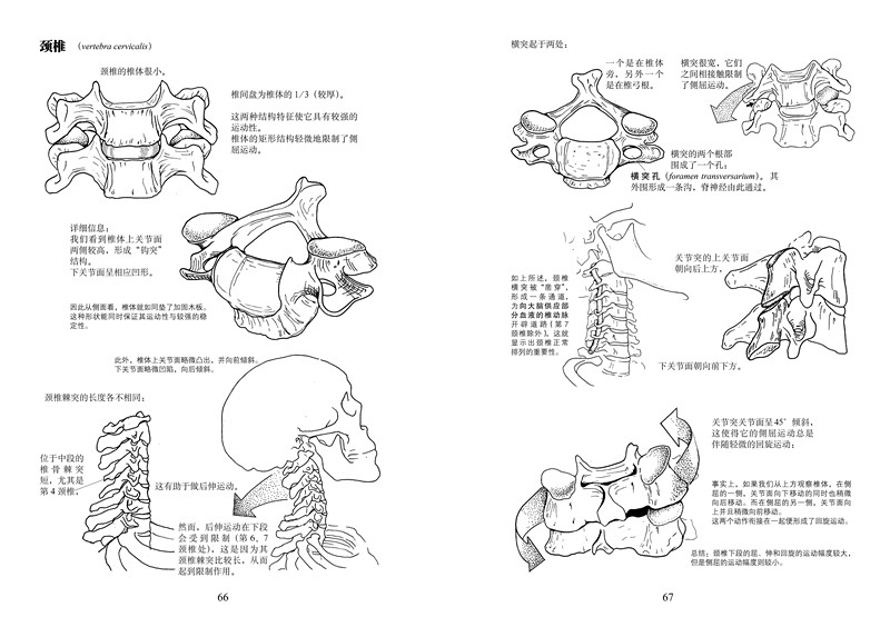 运动解剖书 经典的运动类工具书 运动解剖学图谱 懂技能健身书籍 - 图2