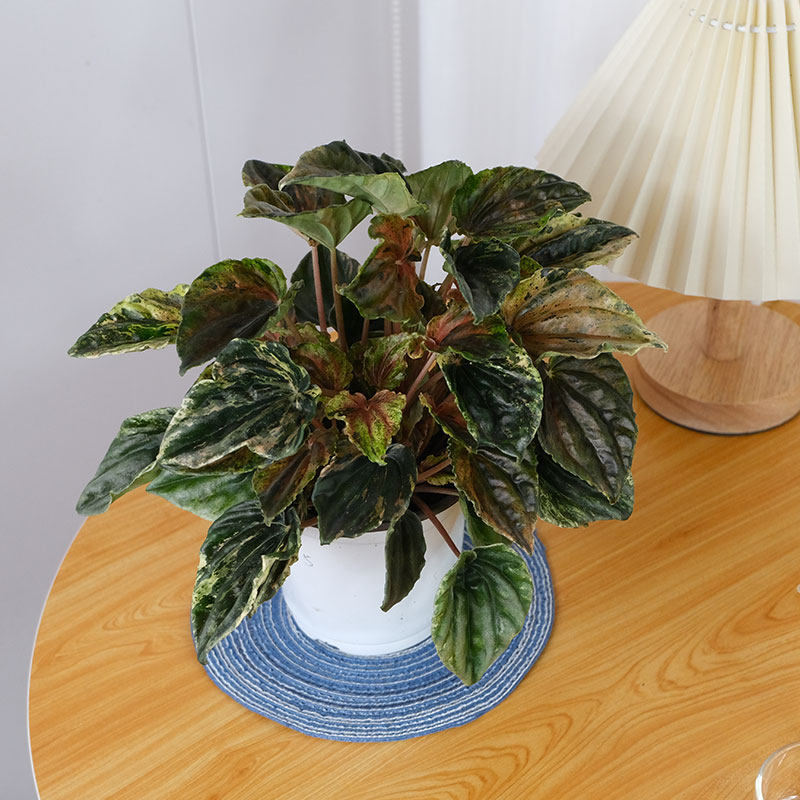 秋海棠基地热植开花观叶巨物好养四季,淘宝优惠券,粉丝福利购,淘宝优惠卷