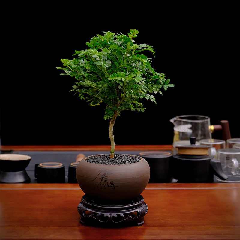 朵屿花间清香胡椒木盆栽花卉植物驱蚊草办公桌盆景净化空气绿植 - 图3