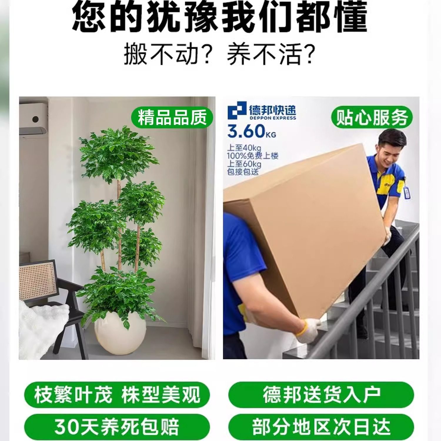 无忧农夫幸福树大型老桩盆栽室内平安树家居点缀提升睡眠绿植盆景,淘宝优惠券,粉丝福利购,淘宝优惠卷