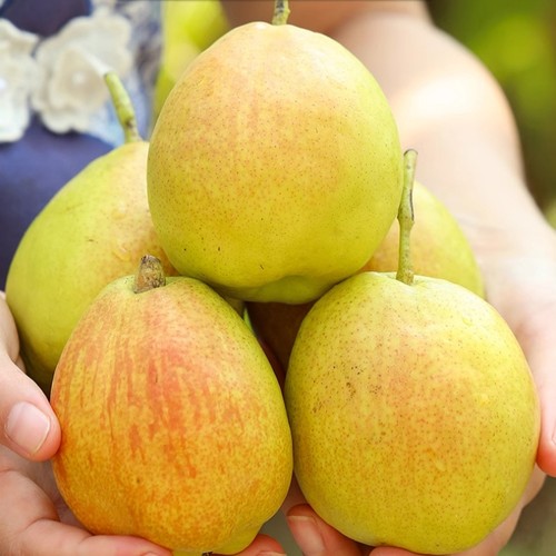 正宗新疆库尔勒香梨全母梨子新鲜孕妇水果整箱 - 图0