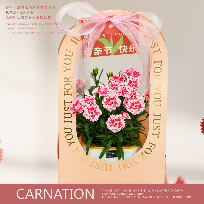 母亲节康乃馨礼盒盆栽女神闺蜜生日礼物花卉植物礼盒