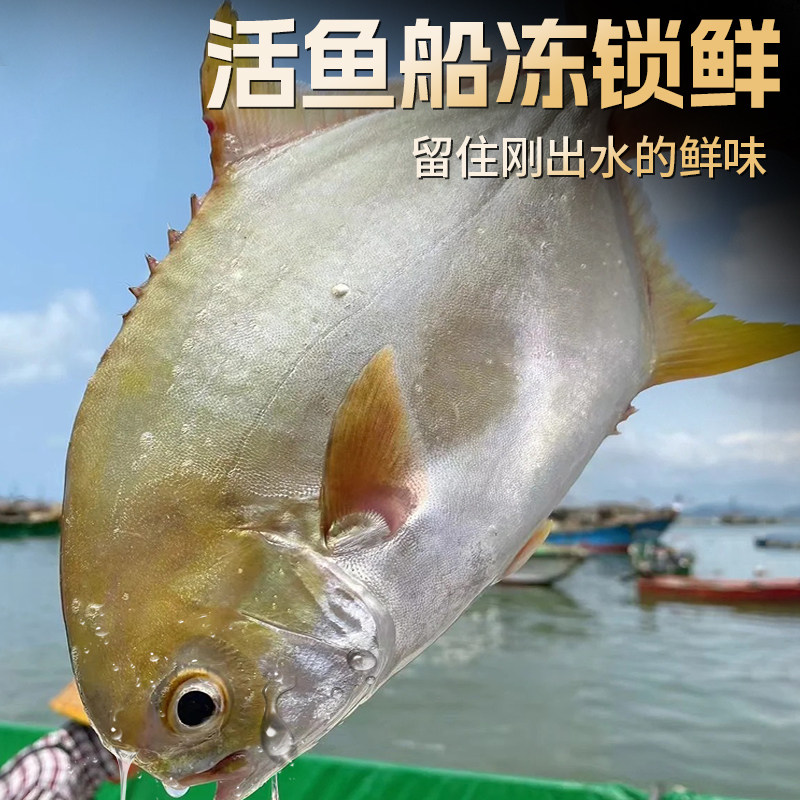 海仙部落青岛金鲳鱼新鲜冷冻特大平鱼银鱼白鲳鳊鱼冰鲜镜鱼,淘宝优惠券,粉丝福利购,淘宝优惠卷