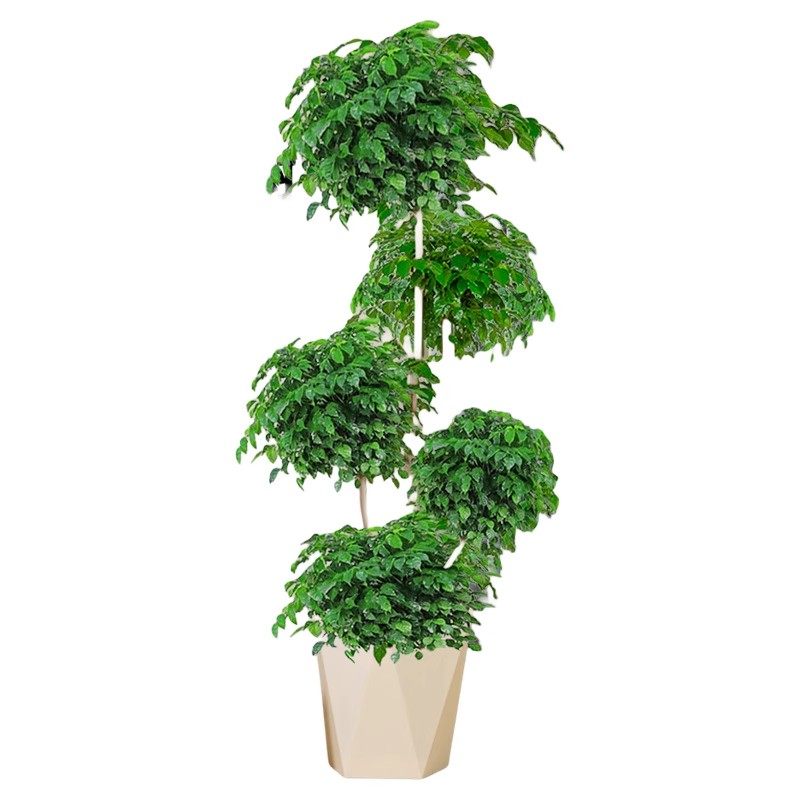 无忧农夫幸福树大型老桩盆栽室内平安树家居点缀提升睡眠绿植盆景,淘宝优惠券,粉丝福利购,淘宝优惠卷