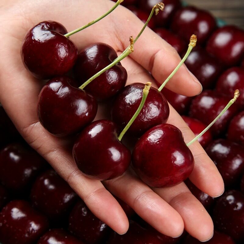 智利进口车厘子新鲜水果应当季大樱桃234J整箱现货孕妇T