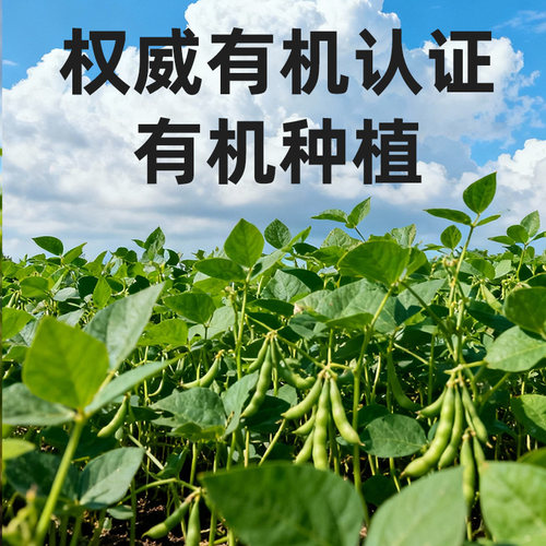 野三坡新货绿心青仁黑豆1kg有机认证生态种植粒粒甄选打豆浆专用 - 图0