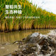 10kg ecological planting of Panjin rice by Northeastern old farmers