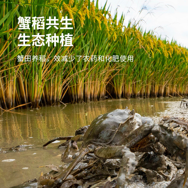 2025年新米！东北老农盘锦大米10kg粳米20斤圆粒东北大米当季新米,淘宝优惠券,粉丝福利购,淘宝优惠卷