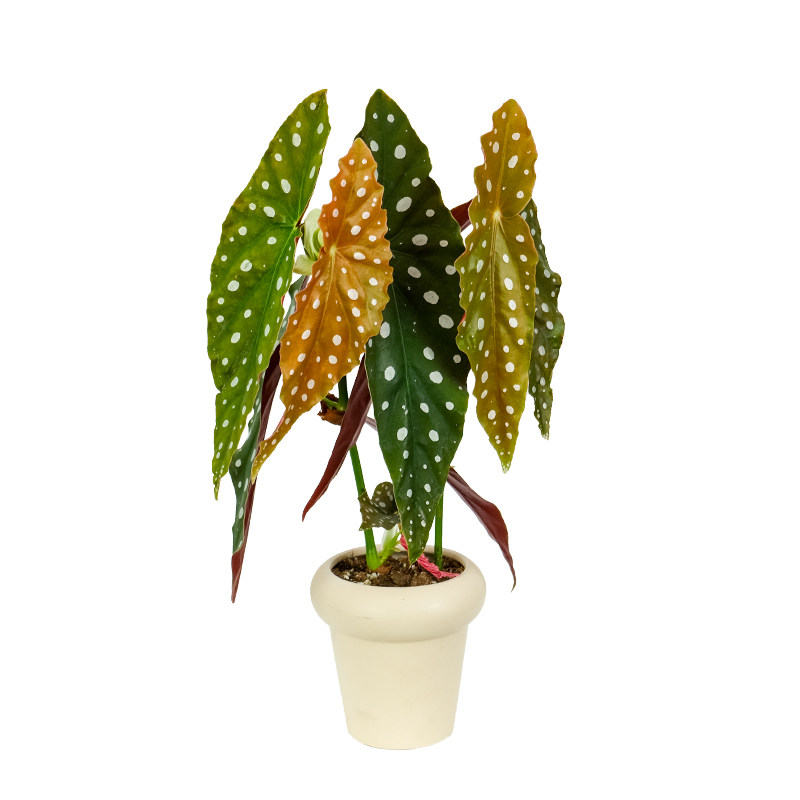 鳟鱼秋海棠网红ins风绿植盆栽,淘宝优惠券,粉丝福利购,淘宝优惠卷