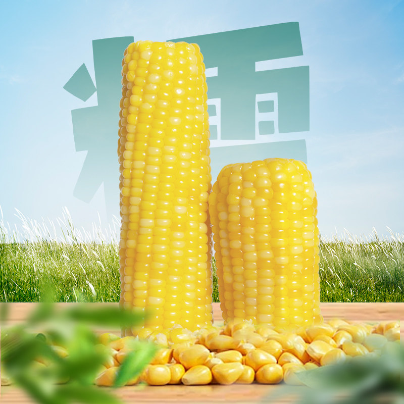 七稻町东北黄糯玉米260g*8