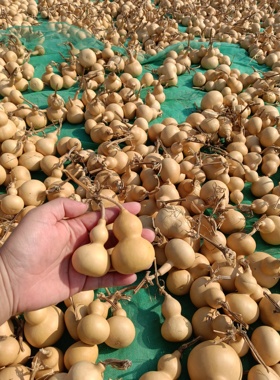 特价清仓处理自家种植美国小葫芦通货出