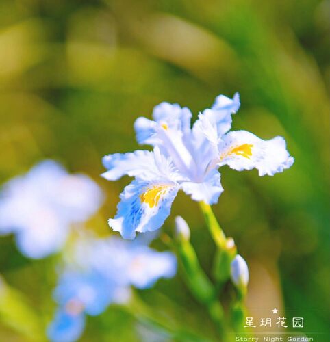 多年生蓝色鸢尾花苗花镜常绿耐寒耐热耐阴别墅庭院花园花境植物 - 图0
