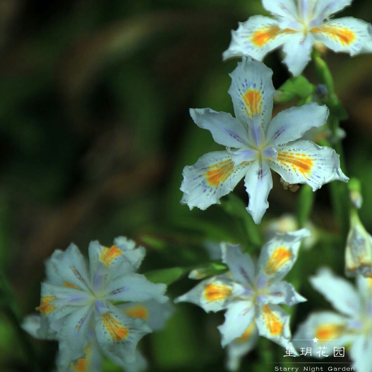 多年生蓝色鸢尾花苗四季常绿耐寒耐热耐阴别墅庭院花园花境植物-图2