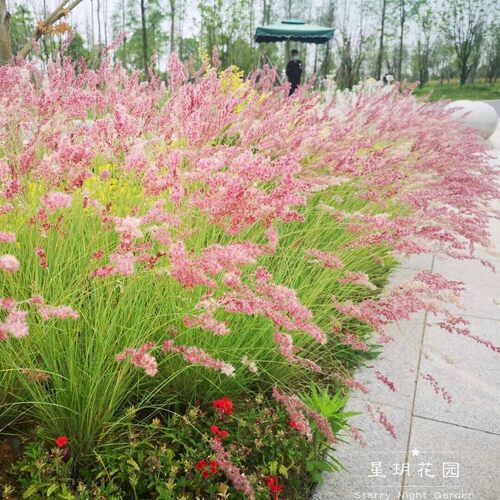 多年生四季耐寒耐热花卉蜜糖草花苗耐晒别墅户外庭院花园花境植物 - 图2