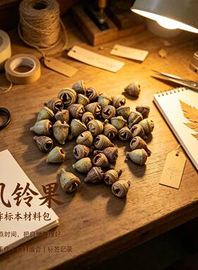 【风铃果】迷你小果壳diy微景观环创手工材料冰箱贴发夹果壳