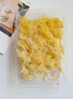永生花蓬莱松迷你戒指材料干花diy材料玻璃罩花艺花束插花材料