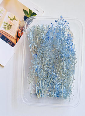 云南永生花绿玲草居家装饰新娘头饰拍摄道具diy干花永生花小翠扇