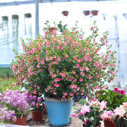 小木槿花盆栽优雅女士苗多年生四季常青好养开花不断爆款庭院花卉 - 图0