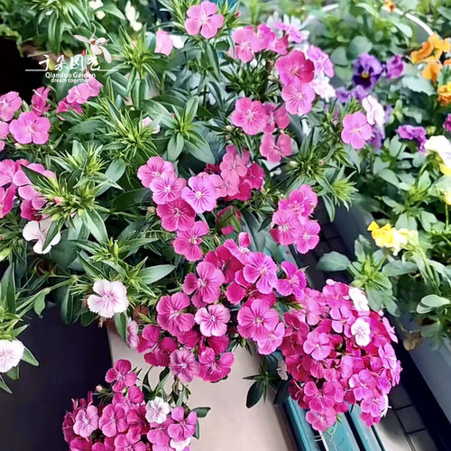 美国霹雳绣球石竹盆栽耐热耐寒阳台开花植物花期超长庭院宿根花卉 - 图0