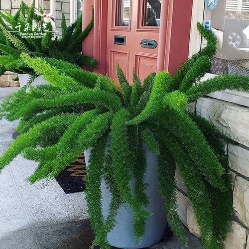 网红植物狐尾天门冬盆栽大花苗四季常绿室内绿植庭院花园花卉观叶 - 图2