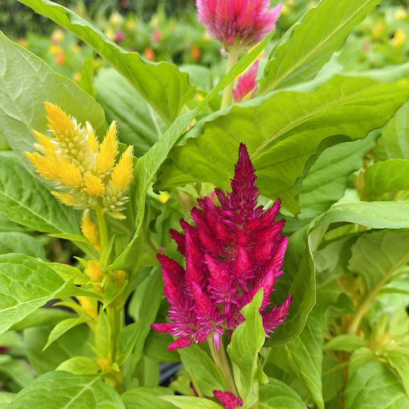 夏日冰淇淋凤尾火焰鸡冠花苗盆栽穗花开花植物庭院花卉耐热小蜡烛 - 图2