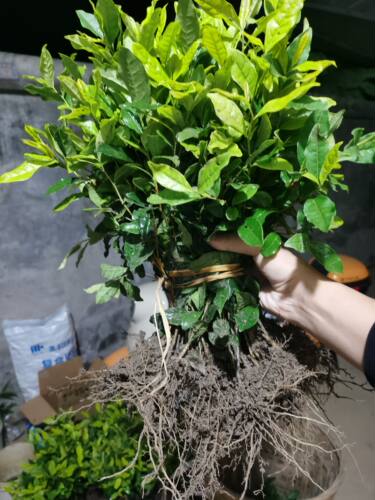 绿茶苗蒙山九号安吉白茶黄金芽盆栽绿植峨眉问春川九早茶福选九号 - 图0