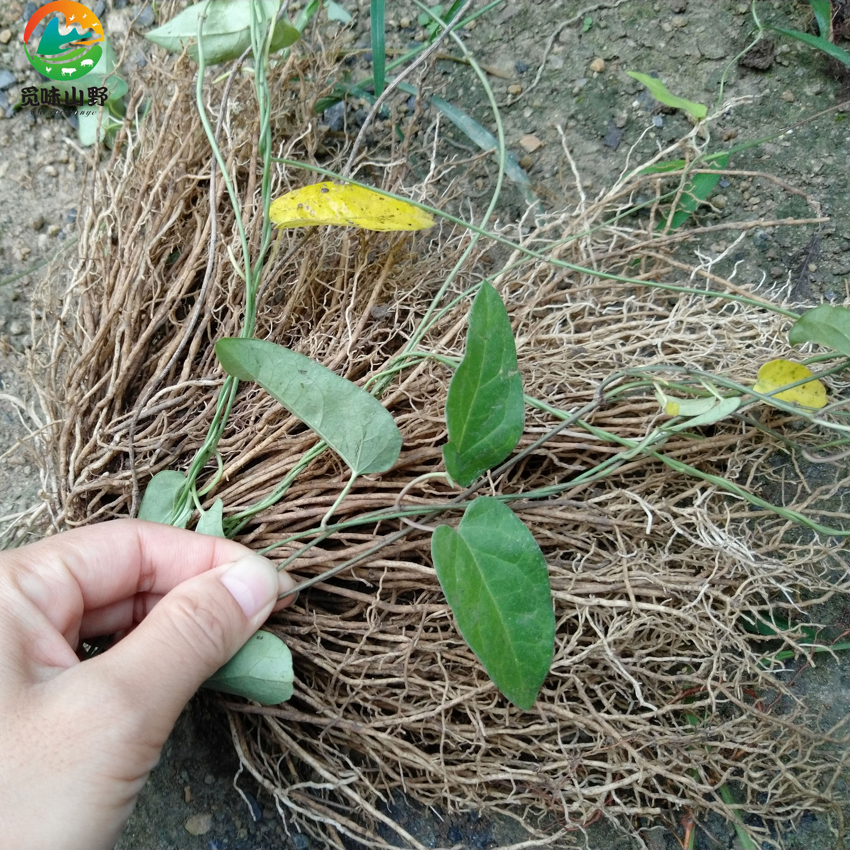 粤北山区韶关特产农家养肝草丝线根龙须根广东汤料1扎10小扎包邮