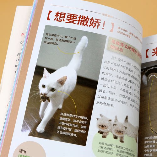 现货速发 后浪正版 猫语大辞典 新修版 今泉忠明 喵星人手册 猫咪行为猫语速成法则 猫奴福音书宠物猫饲养大全 - 图1
