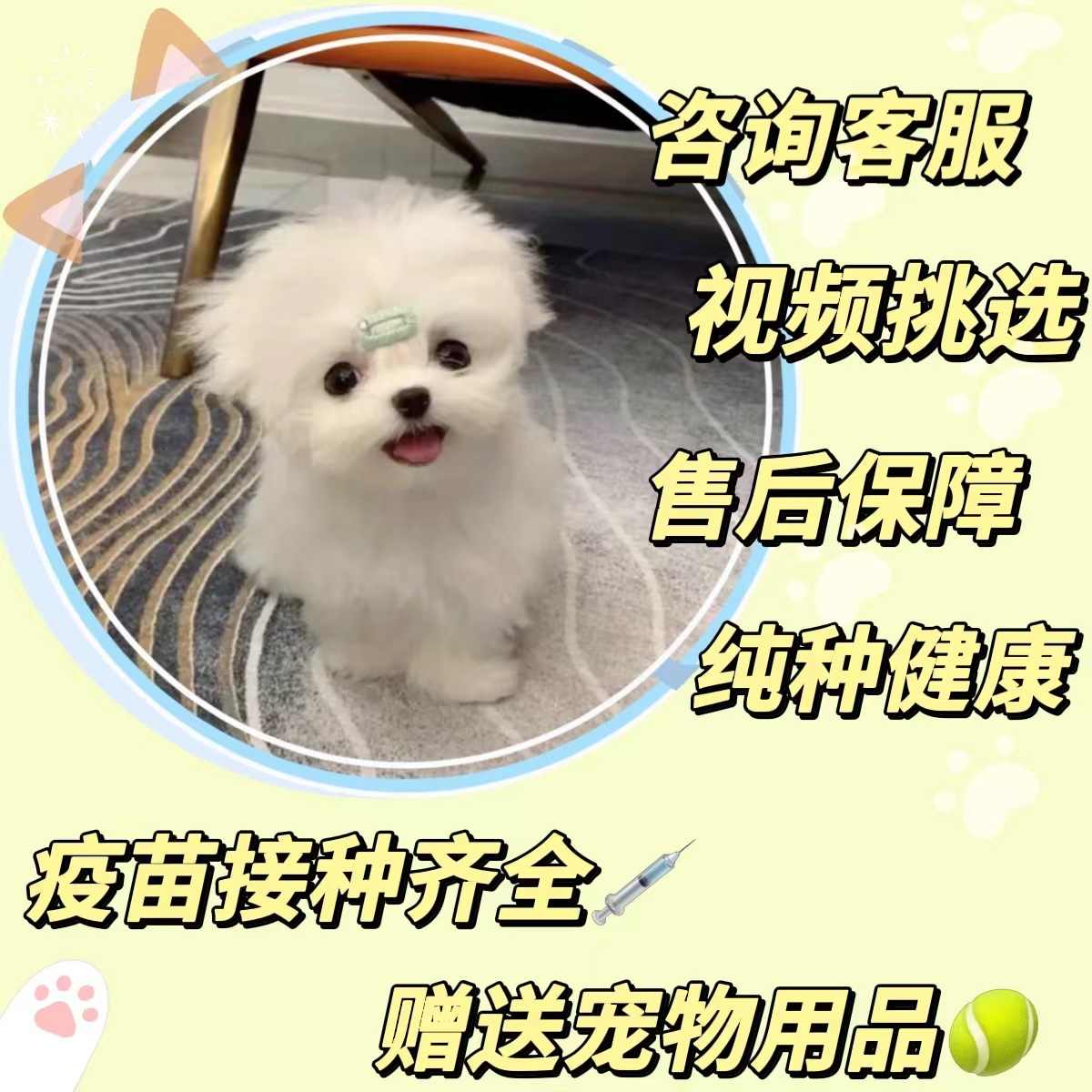 犬 エクステ 国産 チョンボ 冬 大型犬 夏 小型犬 おしゃれ 秋 春 中型犬 おもしろ かわいい