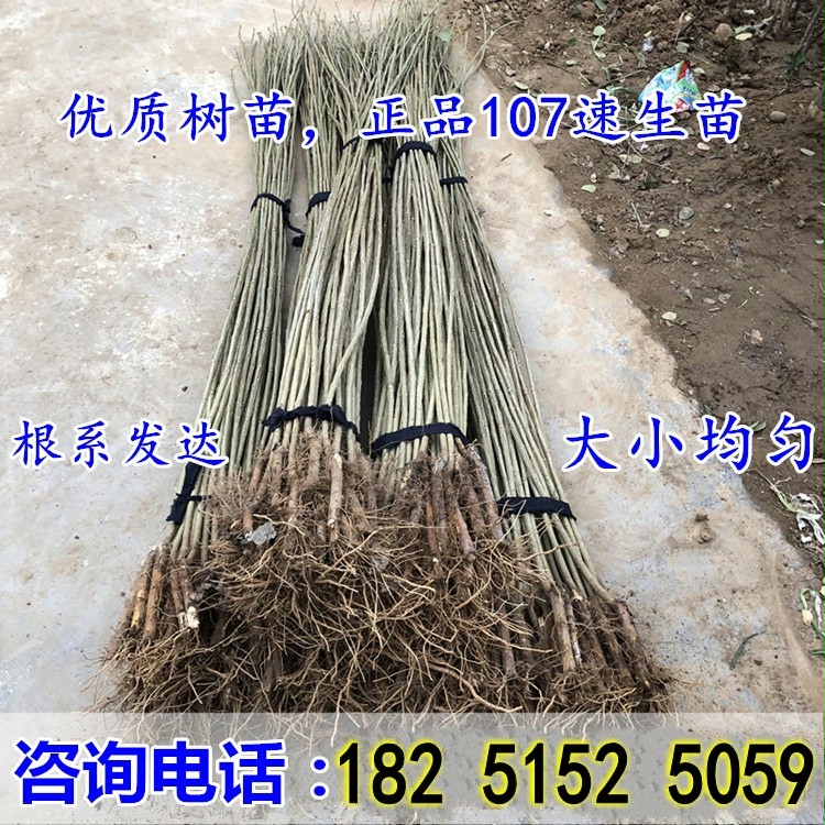 白杨树苗白杨树杨树苗白杨苗107速生杨树植树造林绿化苗占地拆迁 - 图1