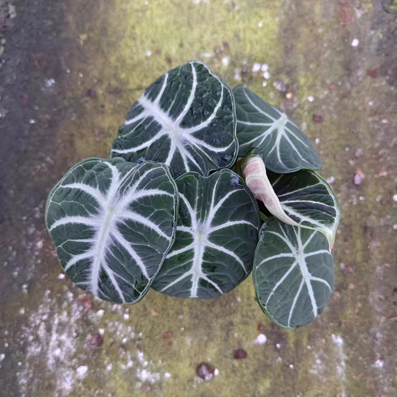 盆栽海宇忍者海芋 室内观叶绿植 热带观叶植物红叶盆栽植物 铜叶 - 图1