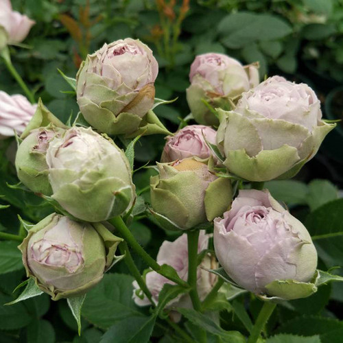 新品欧洲切花月季蓝色绒球超级多头勤花玫瑰花苗盆栽植物花卉绿植 - 图1