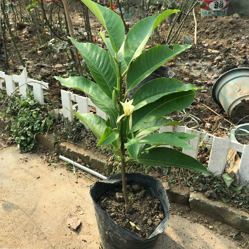 白兰花盆栽花卉植物室内玉兰树苗带花土多季开花浓香型黄角兰好养 - 图2