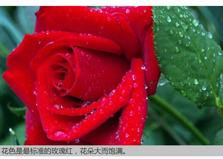大红色红玫瑰花苗易活植物卡罗拉阳台四季盆栽庭院地栽特大花浓香 - 图2