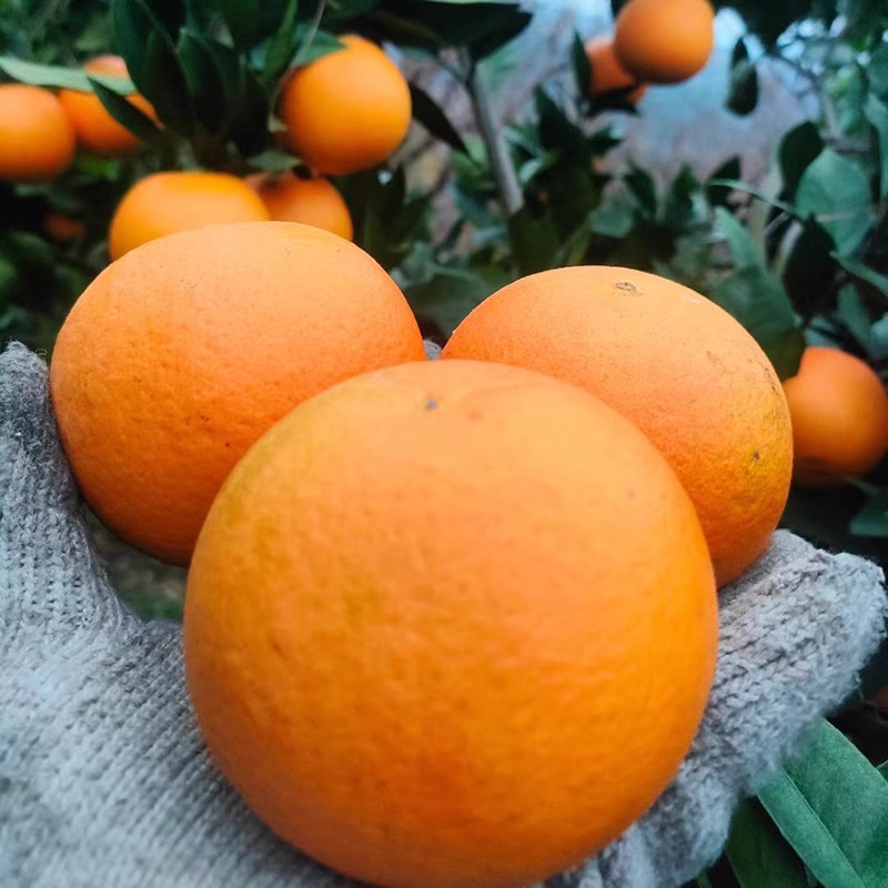 Mayang Bingtang Orange Freshly Picked Seasonal Fruits