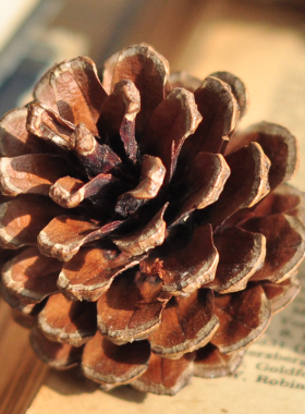 天然果实拍摄道具节日装饰品