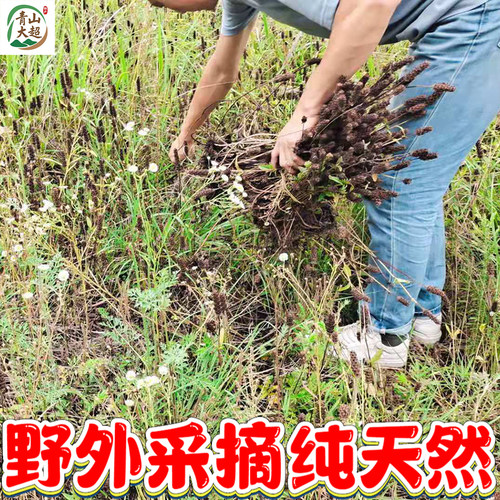 2026新货武当夏枯草中药材野生白毛夏枯球凉茶夏菇草500g无熏硫 - 图3
