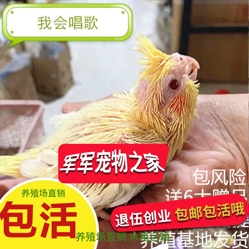 鸟宠物活体活物玄凤鹦鹉雏鸟幼鸟虎皮活体活物手养鸟宠物鸟牡丹,淘宝优惠券,粉丝福利购,淘宝优惠卷