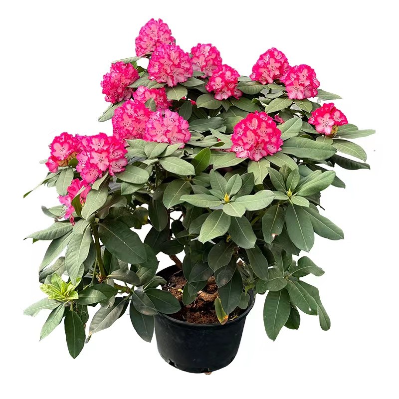 【一物一拍】大叶高山杜鹃 多年生木本花卉 耐寒耐热室内庭院盆景,淘宝优惠券,粉丝福利购,淘宝优惠卷