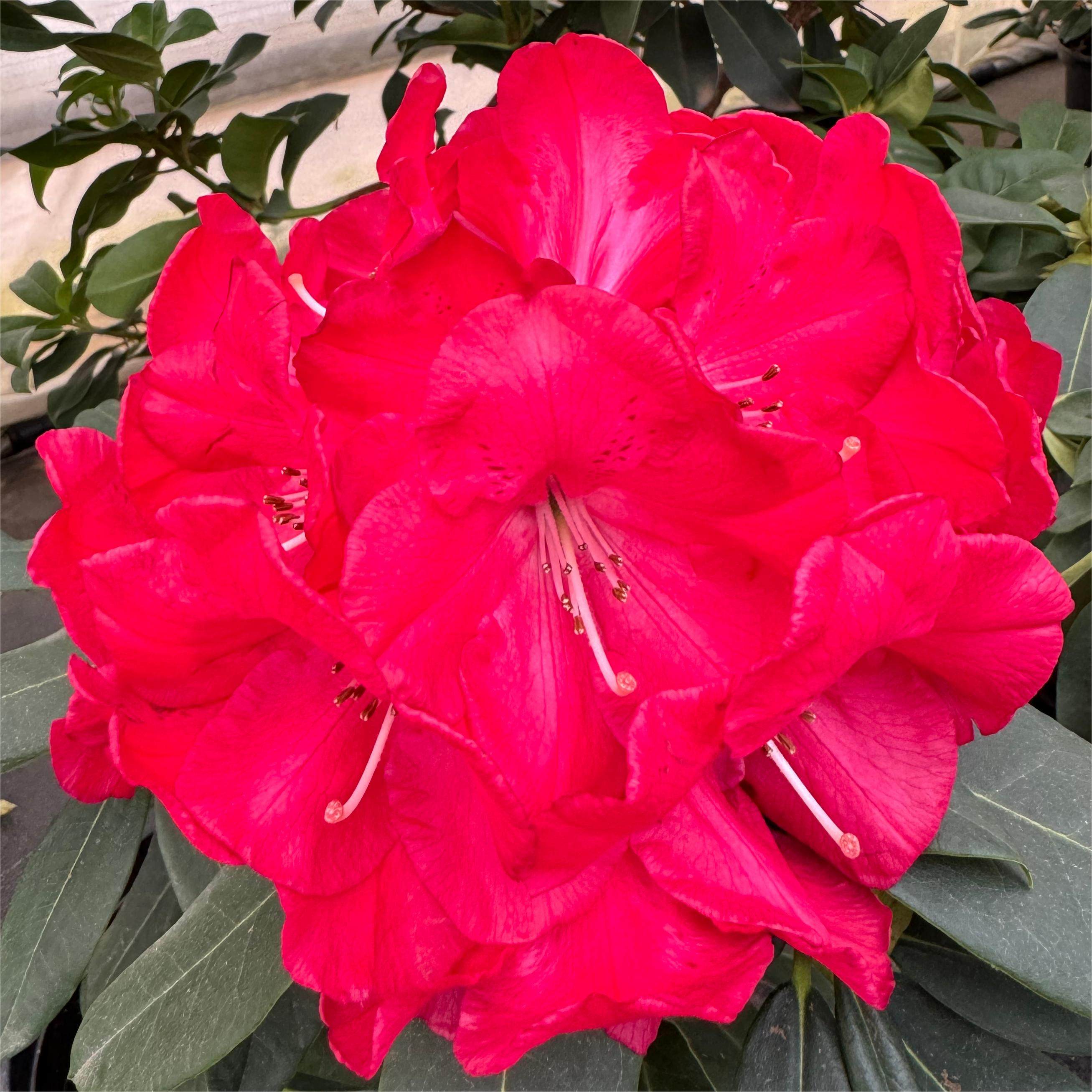 【一物一拍】大叶高山杜鹃 多年生木本花卉 耐寒耐热室内庭院盆景,淘宝优惠券,粉丝福利购,淘宝优惠卷