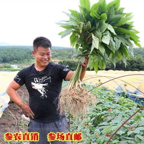 现挖吉林人参长白山脉带土新鲜人参 煲汤泡酒泡水人参 包邮 - 图0
